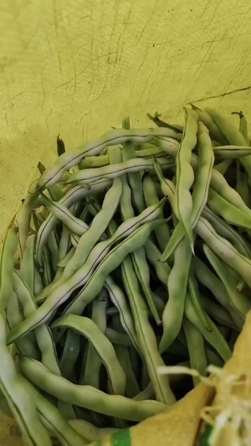 大量精品芸豆欢迎各位老板前来采购