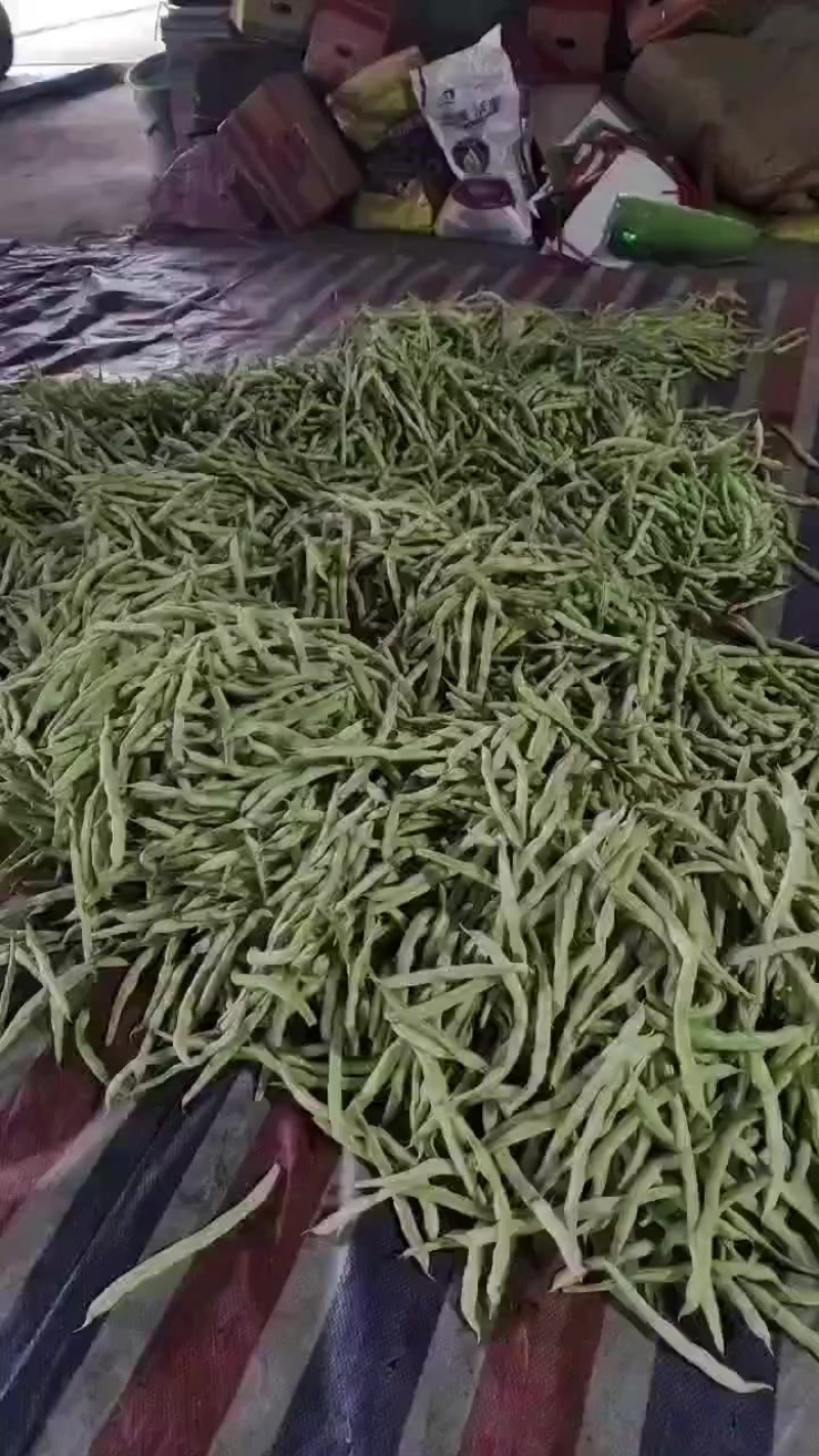 大量精品芸豆欢迎各位老板前来采购