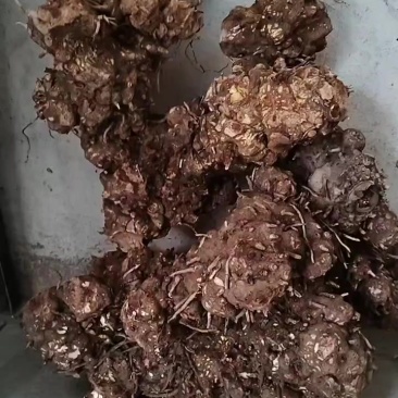 巫溪大山里的山货