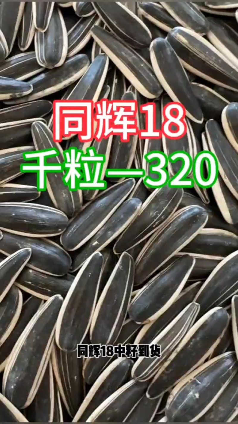 生瓜子或是熟瓜子