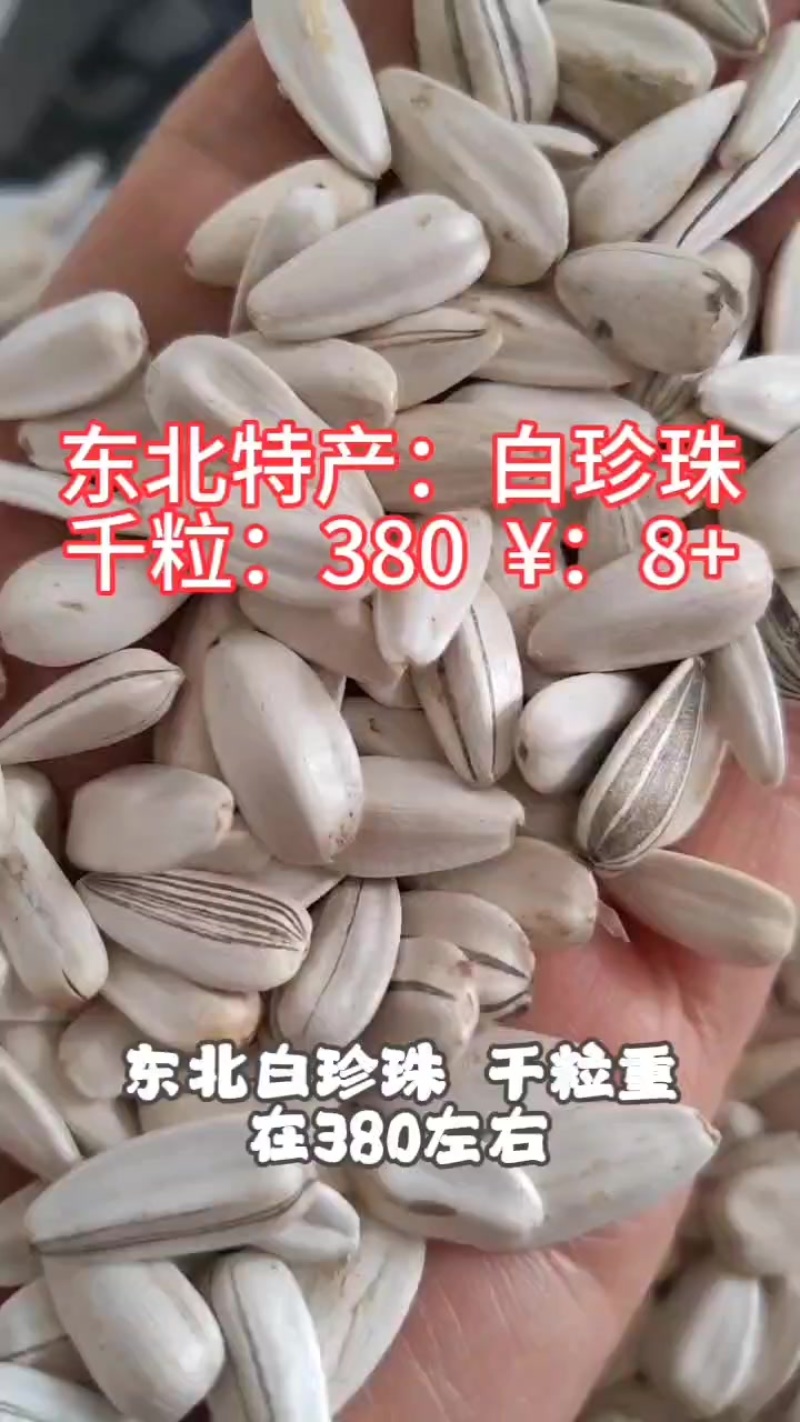 生瓜子或是熟瓜子
