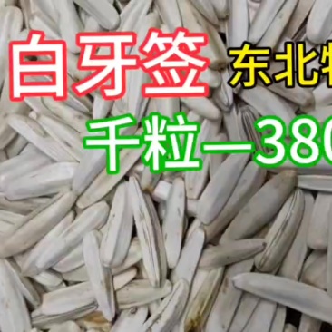 东北特产白牙签380千粒