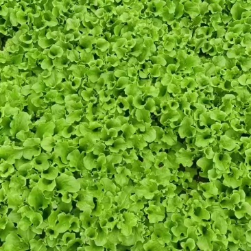 生菜苗
