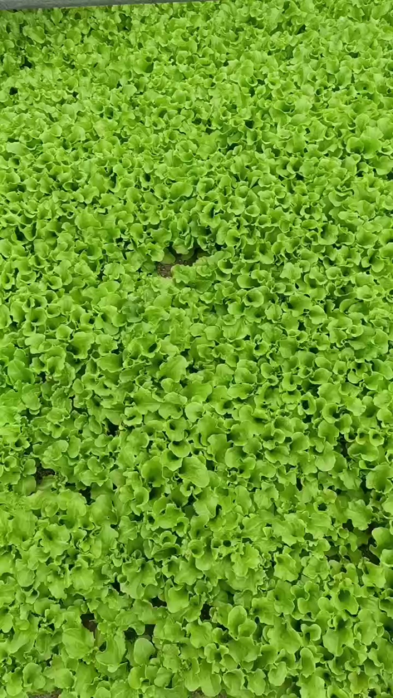 生菜苗