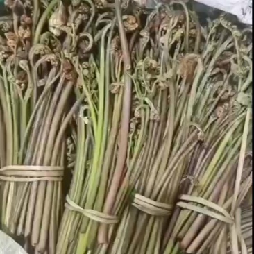 本地纯野生蕨菜大量有货，需要的朋友与我联系