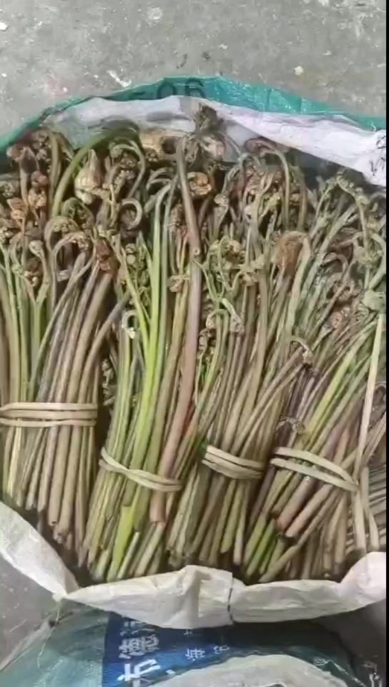 本地纯野生蕨菜大量有货，需要的朋友与我联系