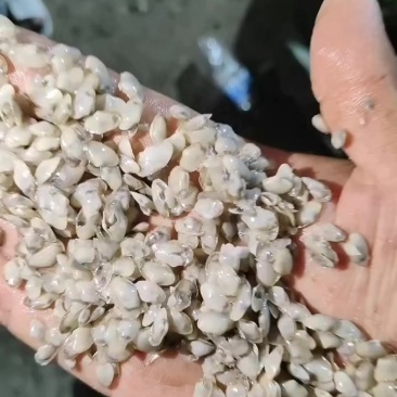 400-600粒每天价格都有变动。目前1600--1700左