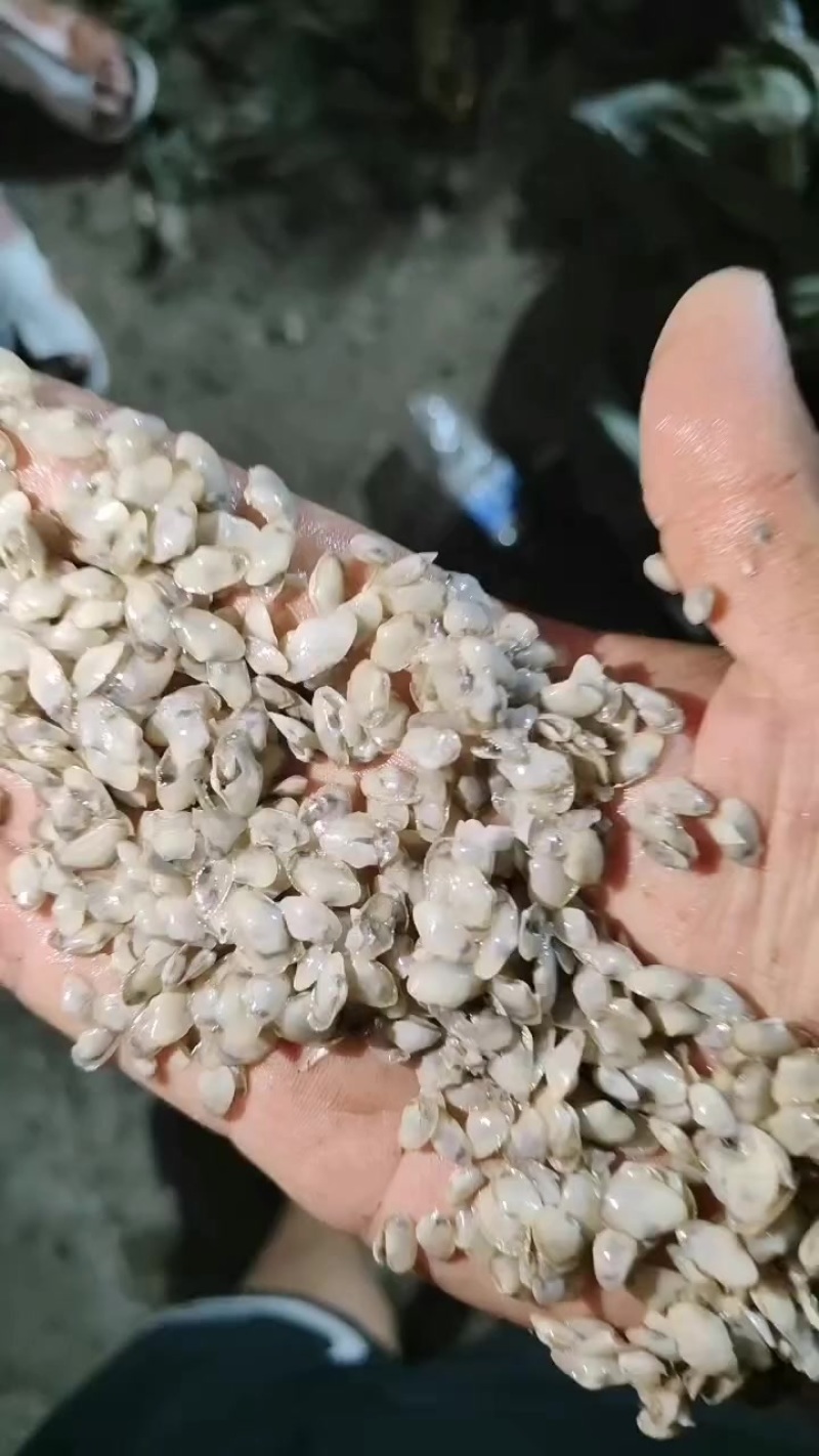 400-600粒每天价格都有变动。目前1600--1700左