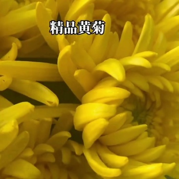 菊花基地发货，批发白菊花黄菊花！全国发货！