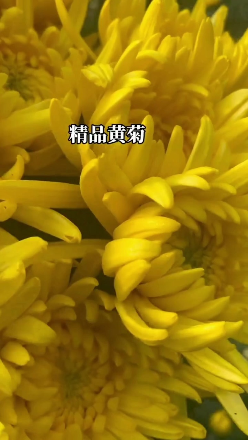 菊花基地发货，批发白菊花黄菊花！全国发货！