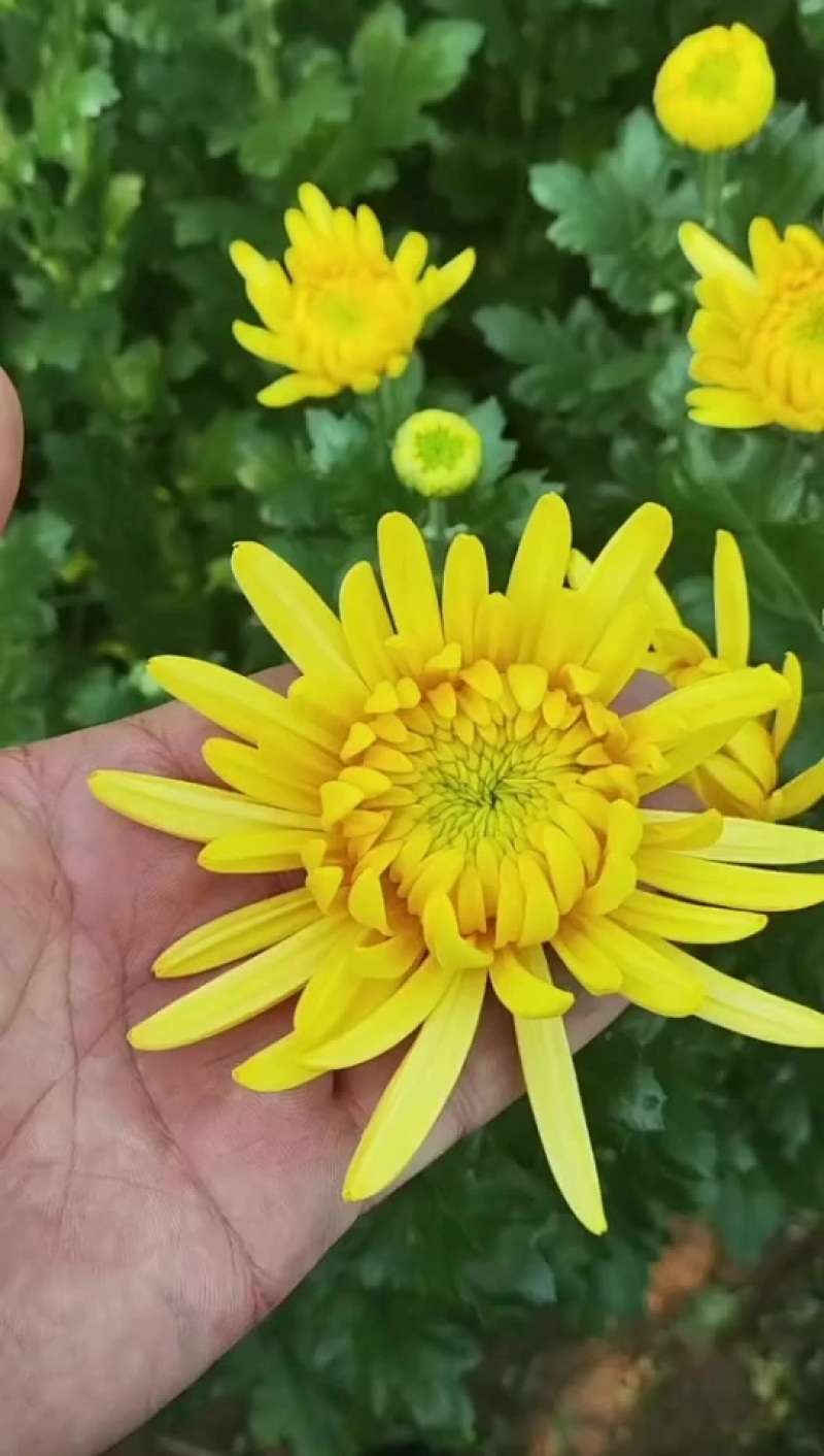 菊花基地发货，批发白菊花黄菊花！全国发货！