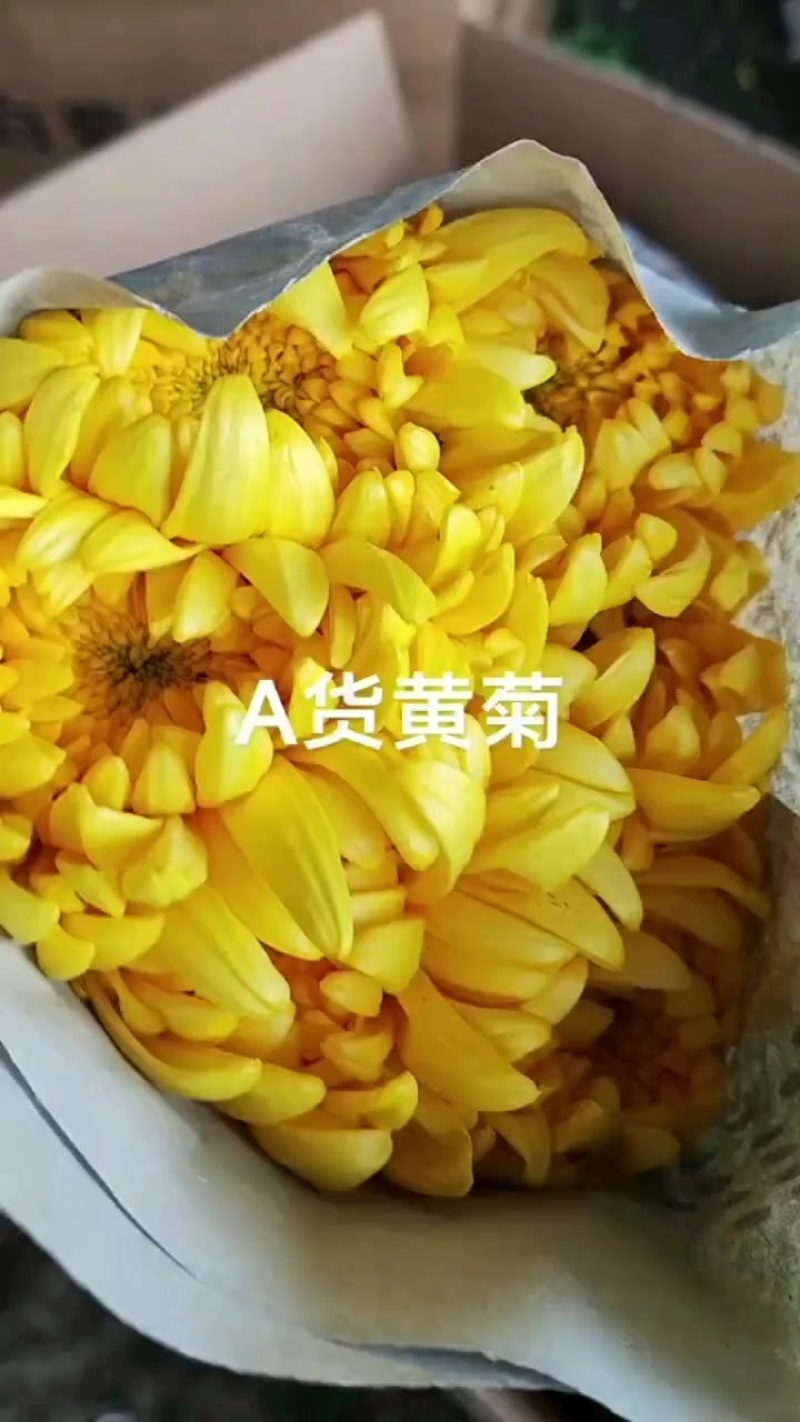菊花基地发货，批发白菊花黄菊花！全国发货！