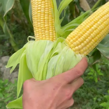 水果玉米