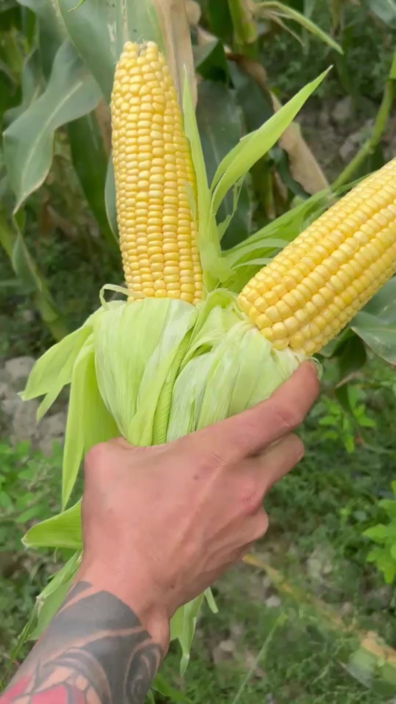 水果玉米