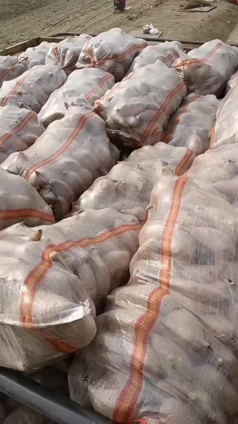 龙薯九