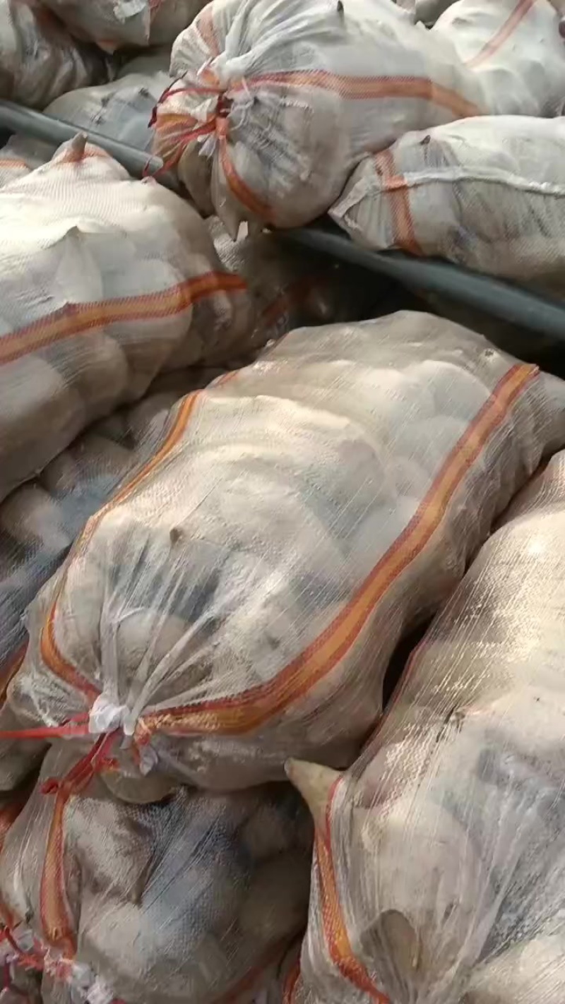 龙薯九