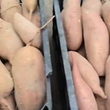 龙薯九