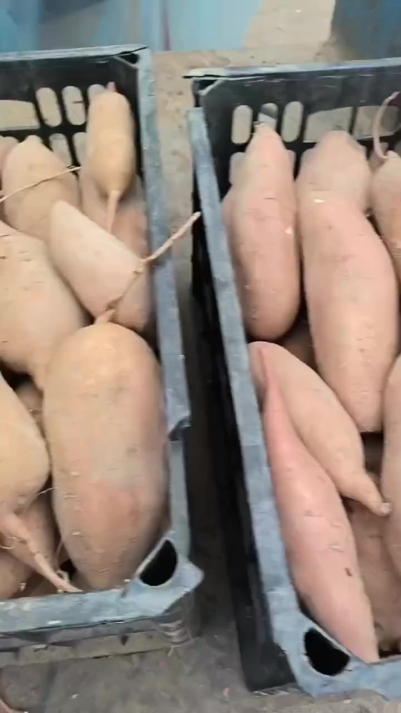 龙薯九