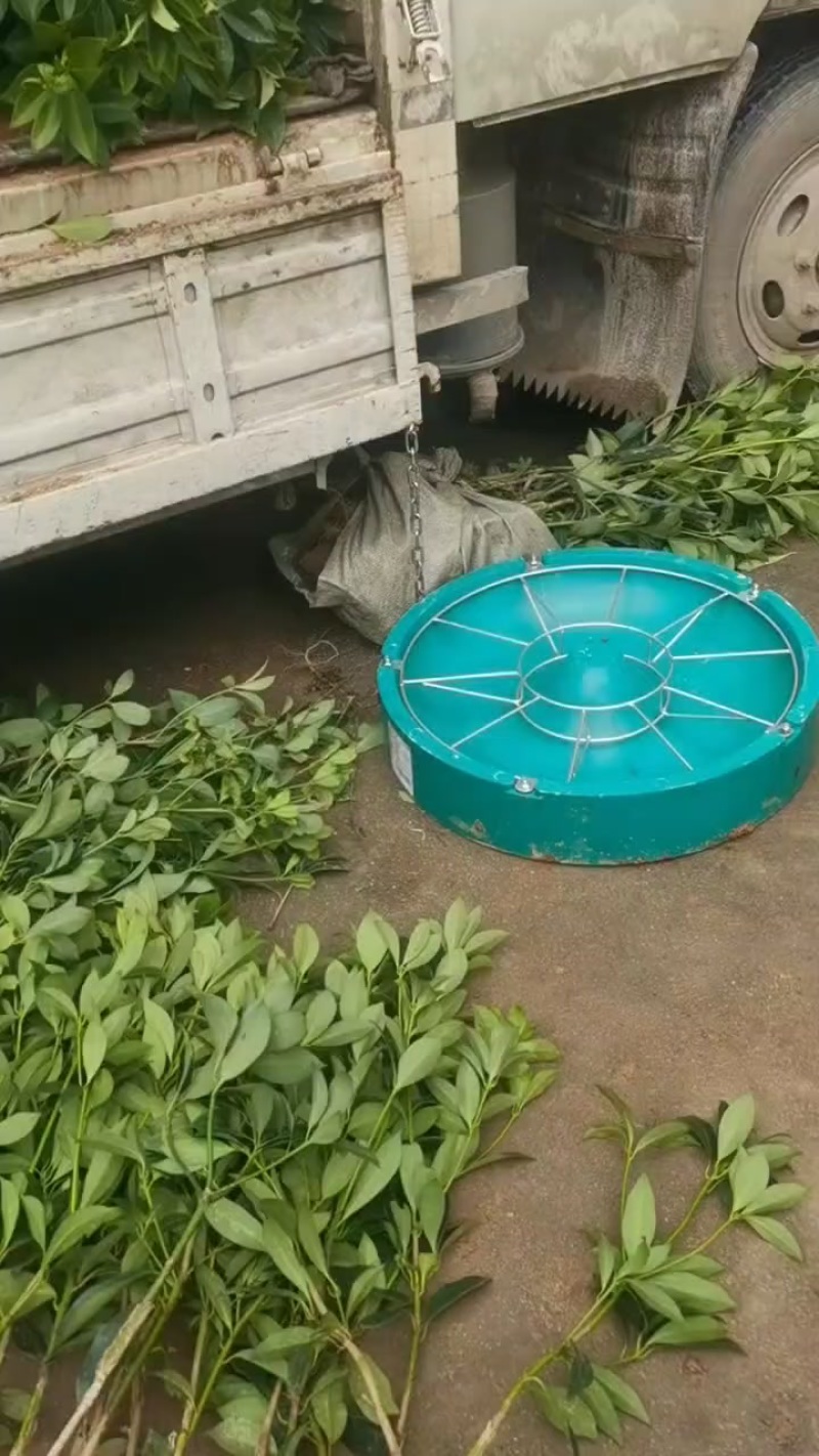 八角值生苗，嫁接苗