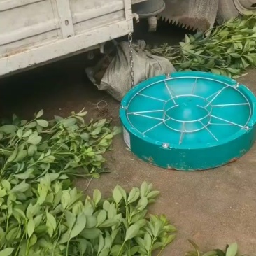 八角值生苗，嫁接苗