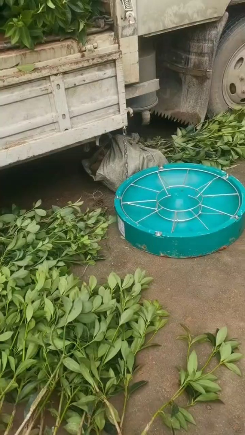 八角值生苗，嫁接苗