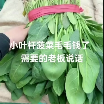 邯郸本地精品小叶菠菜大量上市价格下滑