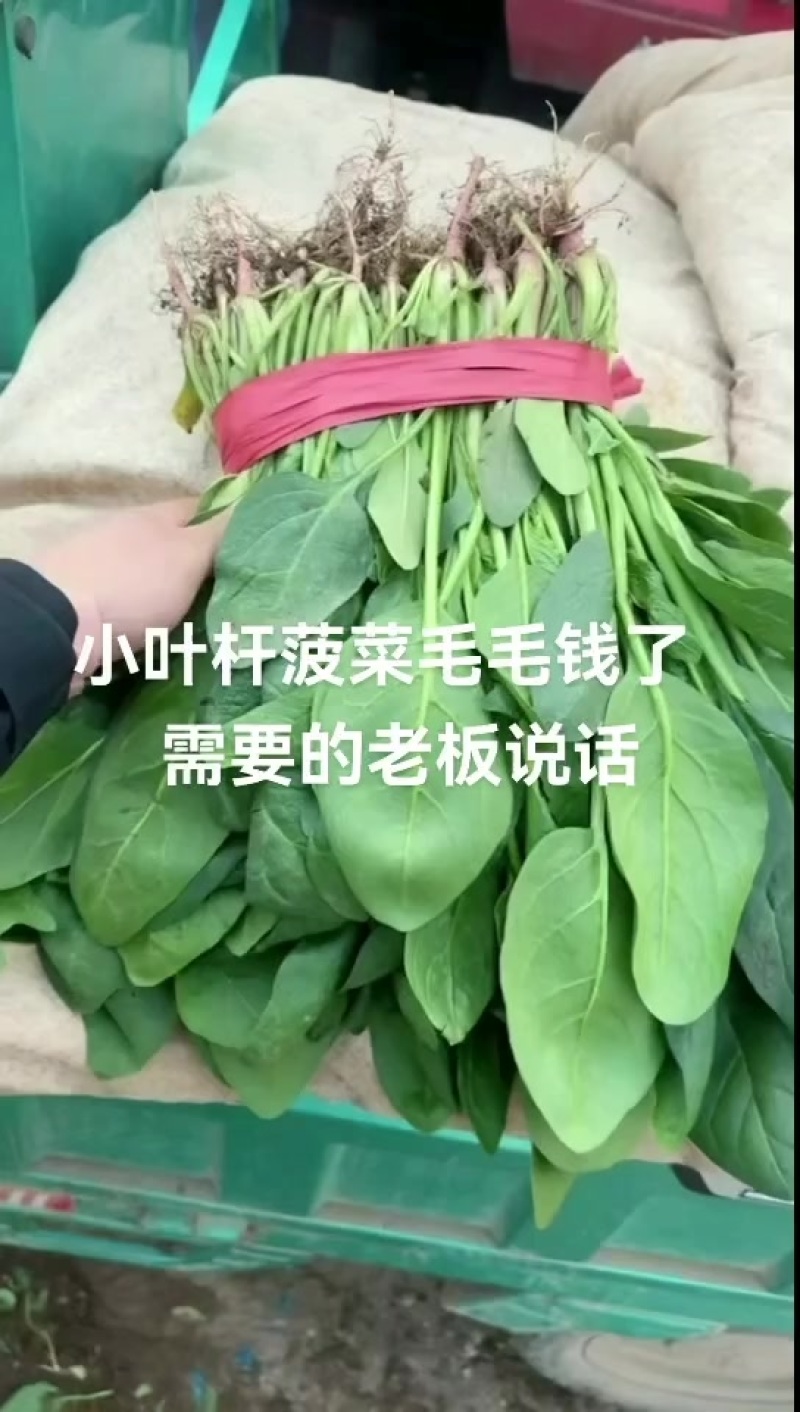 邯郸本地精品小叶菠菜大量上市价格下滑