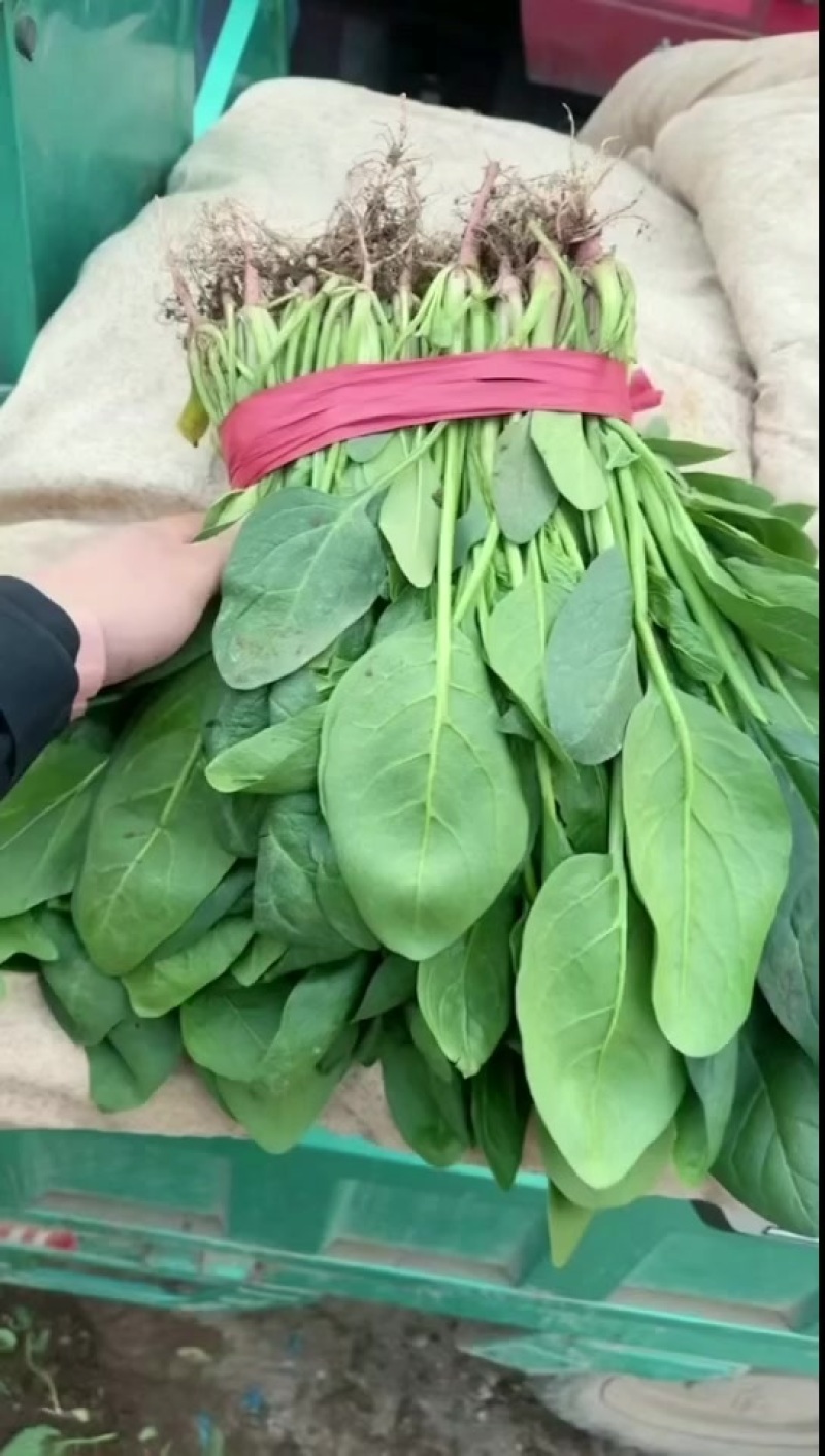 邯郸本地精品小叶菠菜大量上市价格下滑