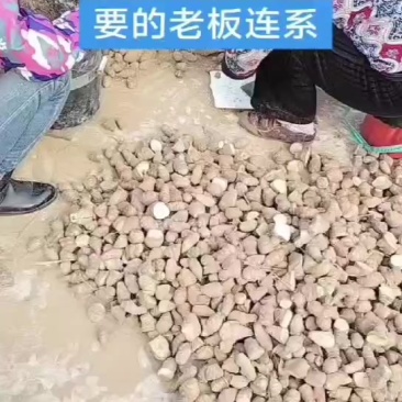 洋姜