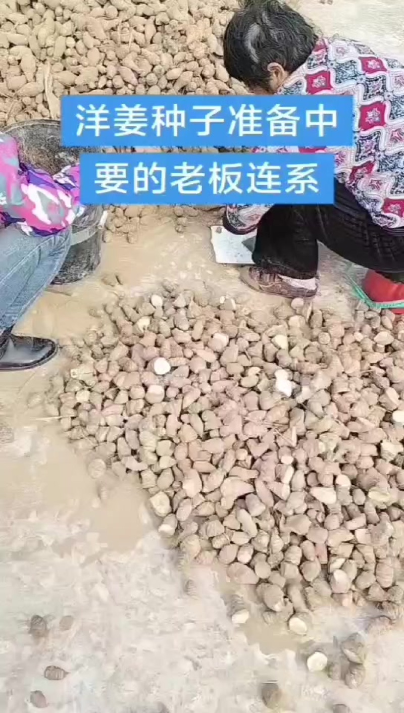 洋姜