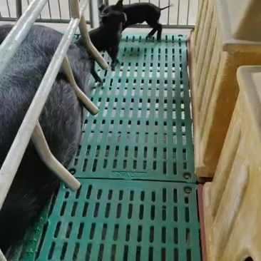 黑猪