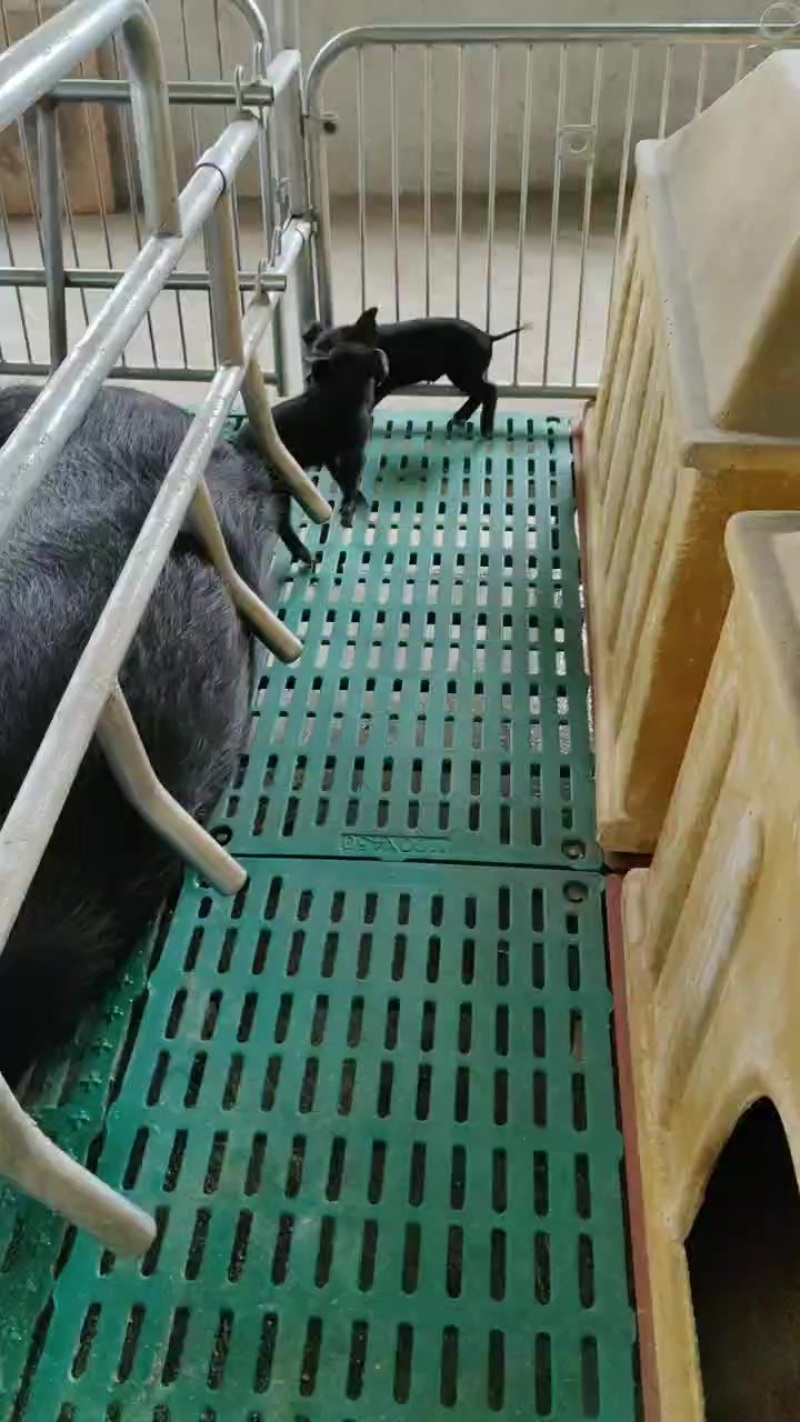 黑猪