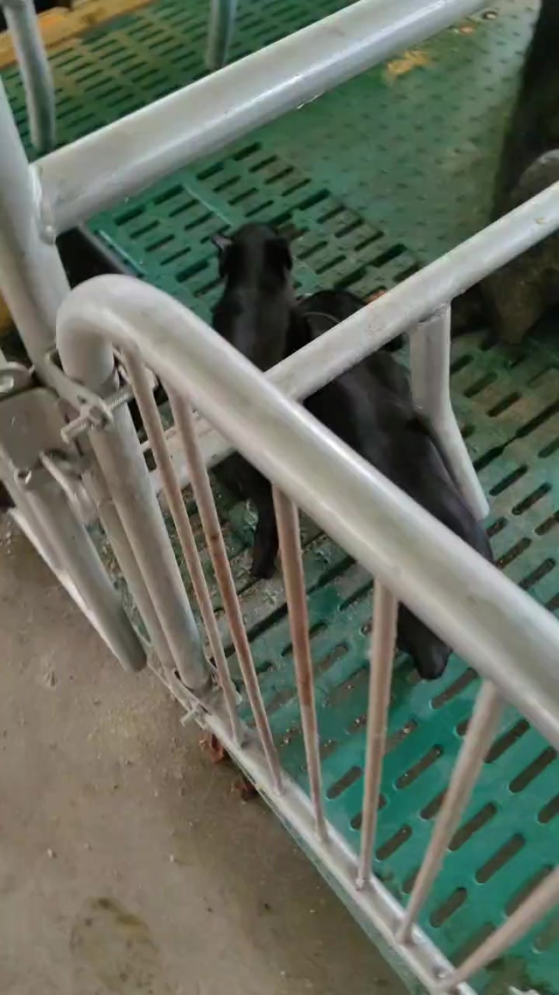 黑猪
