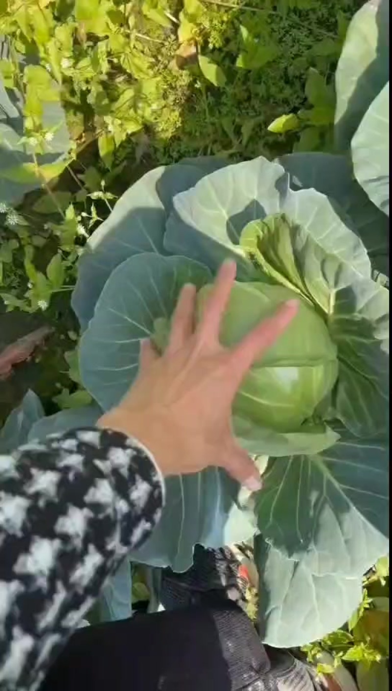 精品甘蓝大量有货，价格不高，需要的联系
