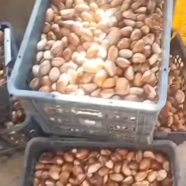 有鸡蛋果（蛋黄果）种子