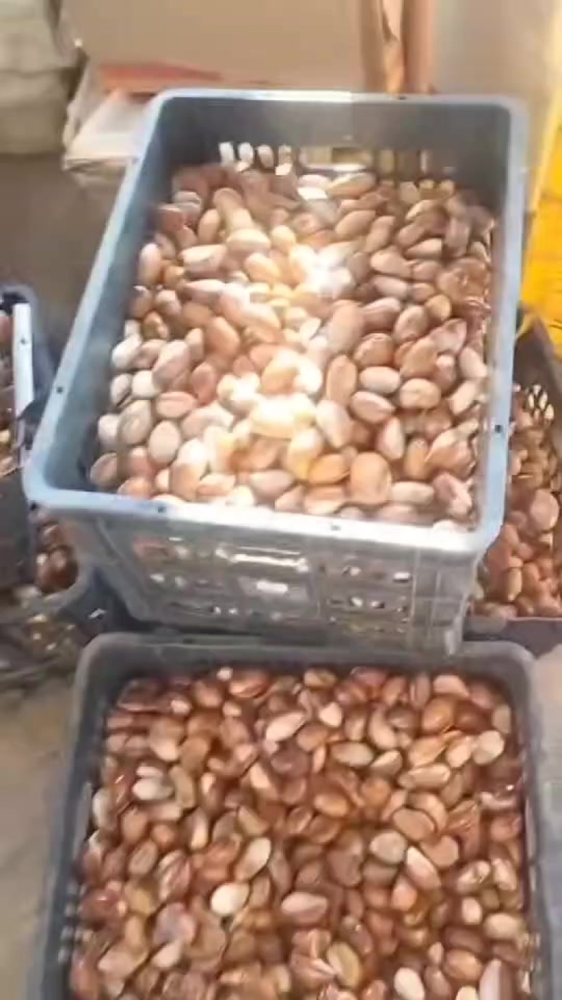 有鸡蛋果（蛋黄果）种子