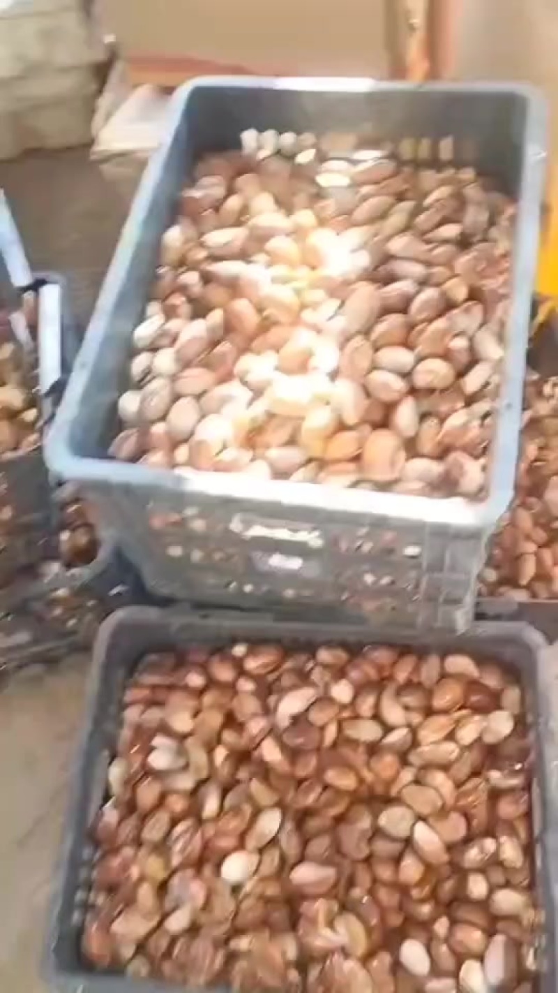有鸡蛋果（蛋黄果）种子