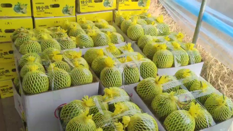 广东特小风