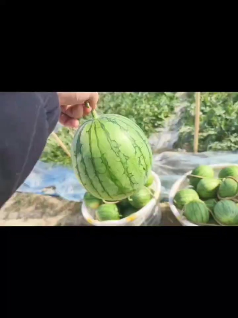 广东特小风
