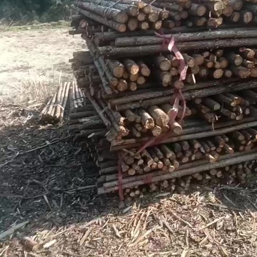 绿化杆与苦竹