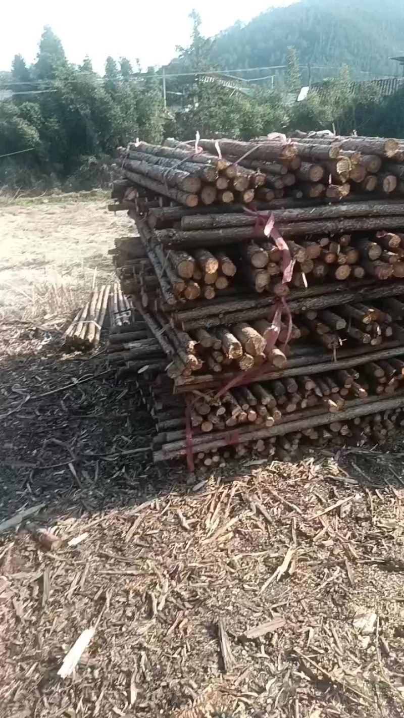 绿化杆与苦竹