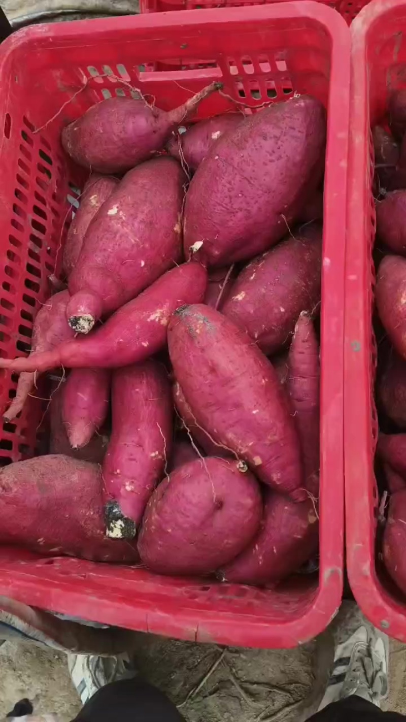 济薯26红薯