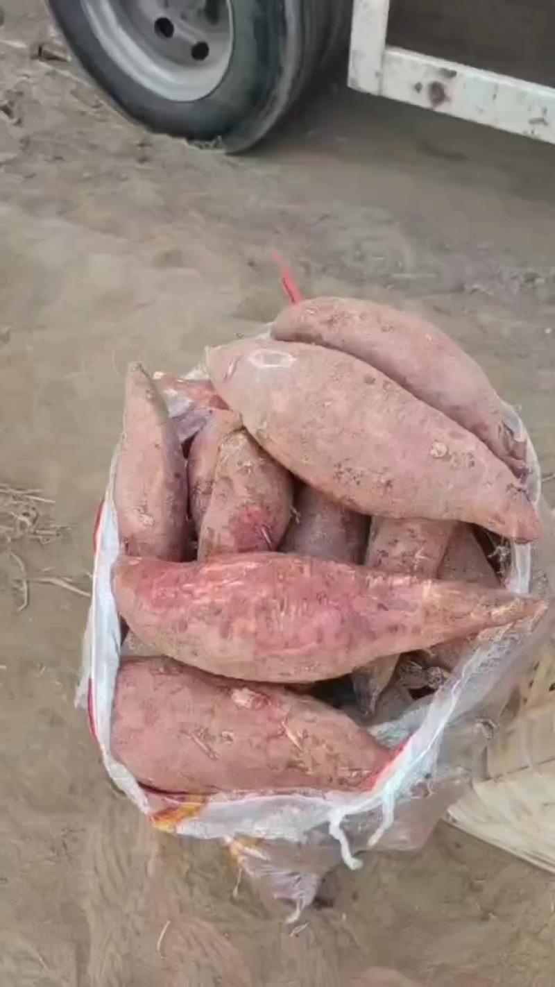 济薯26红薯