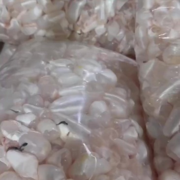 白鲢鱼泡大量批发
