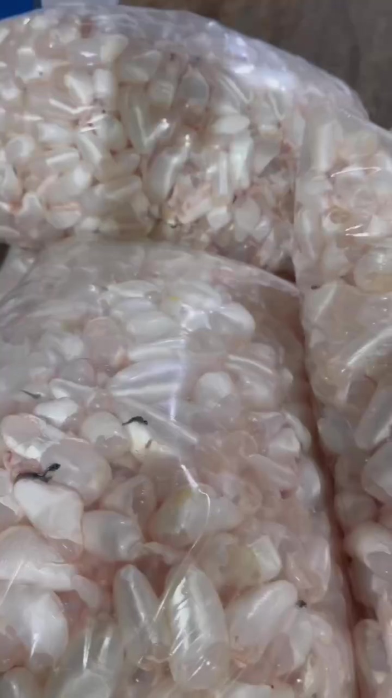白鲢鱼泡