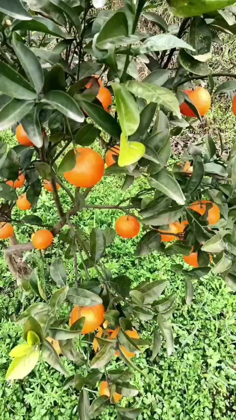 三月红，默科特