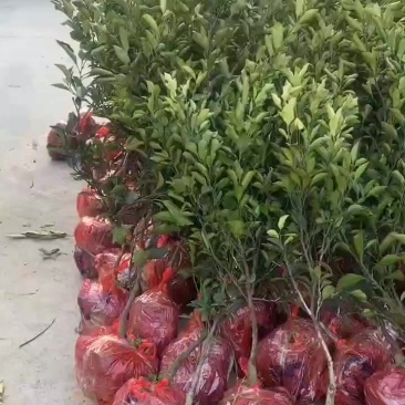 一年黄金贡柚苗