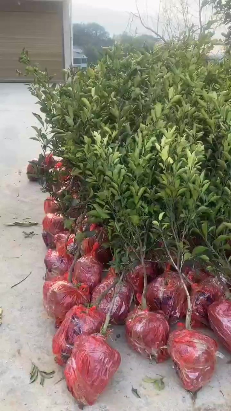 一年黄金贡柚苗