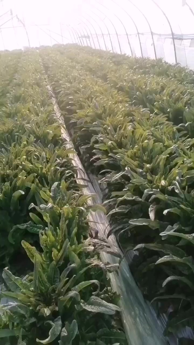 红叶莴笋