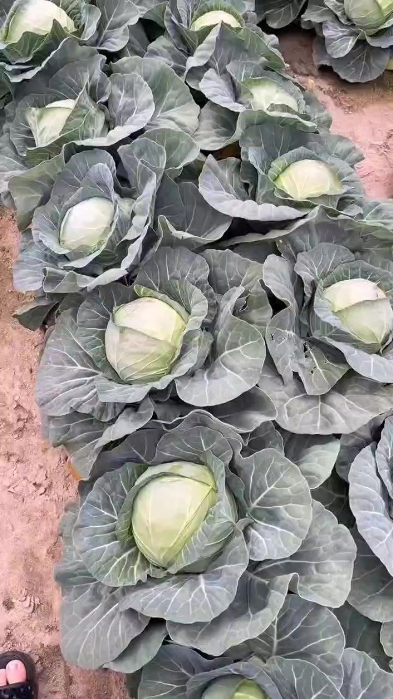 2345斤，个头偏大的，甘蓝，质量没问题，有需要的联系